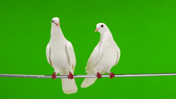 Two White Doves Sitting Tree Branch Green Screen — 비디오