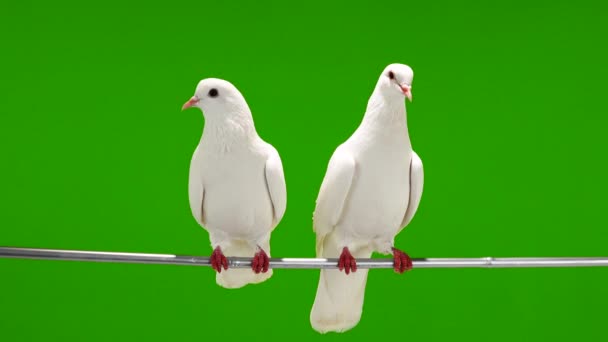 Deux colombes blanches sont assises sur une branche d'arbre sur un écran vert .