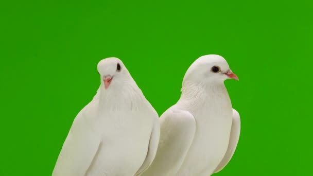 Deux colombes blanches sur un écran vert .