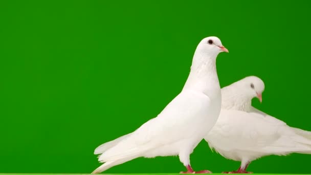 Twee Witte Duiven Een Groen Scherm — Stockvideo