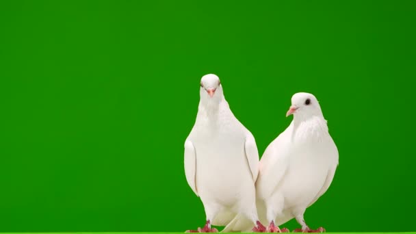 Két Fehér Galamb Egy Zöld Vásznon — Stock videók