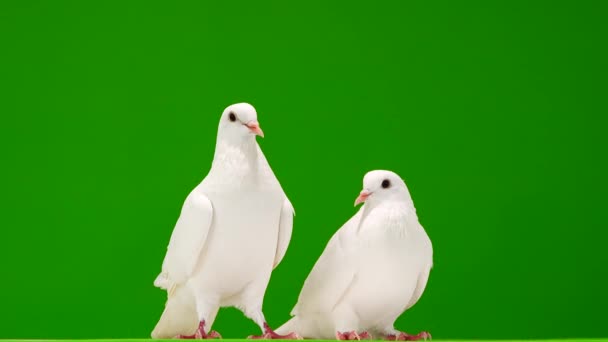 Dos Palomas Blancas Una Pantalla Verde — Vídeos de Stock