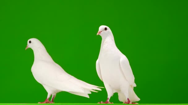 Deux colombes blanches sur un écran vert .