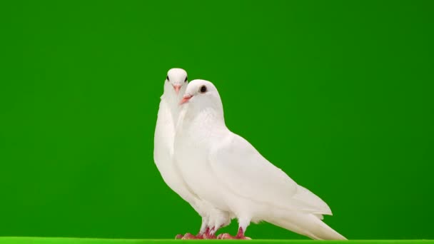 Yeşil Ekranda Iki Beyaz Güvercin — Stok video