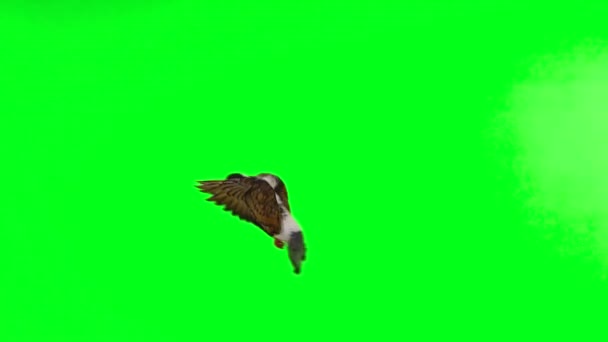 慢动作 一只鸽子在绿色的屏幕上飞翔 — 图库视频影像