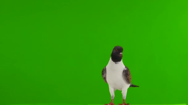 German Pigeon Modena Isolated Green Screen — Stock Video