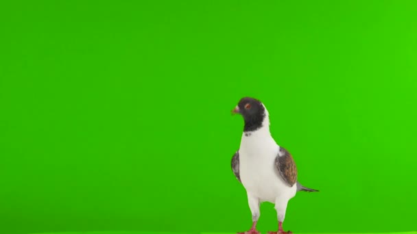 German Pigeon Modena Isolated Green Screen — Stock Video