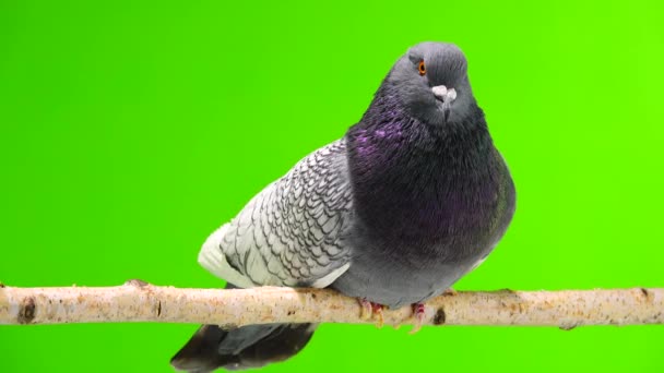 Polish Lynx Dove Sitting Tree Branch Isolated Green Screen — Stock Video