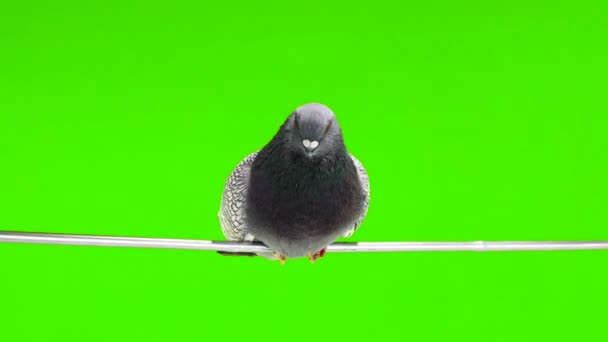 Polish Lynx Dove Sits Tree Branch Isolated Green Screen — Stock Video