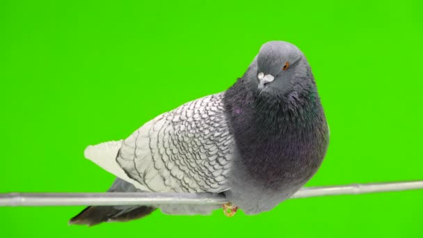 Polish Lynx Dove Sits Tree Branch Isolated Green Screen — Stock Video