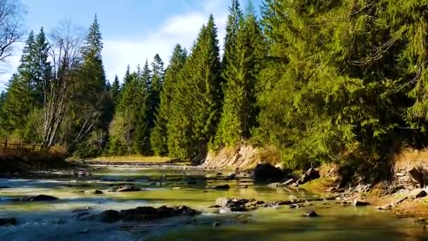 Dağ Nehri Orman Boyunca Akıyor Ses — Stok video