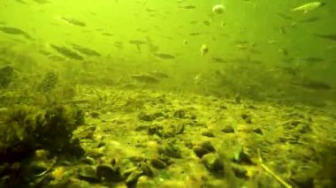 Gölün dibinde güneşli yüzen balıklar.