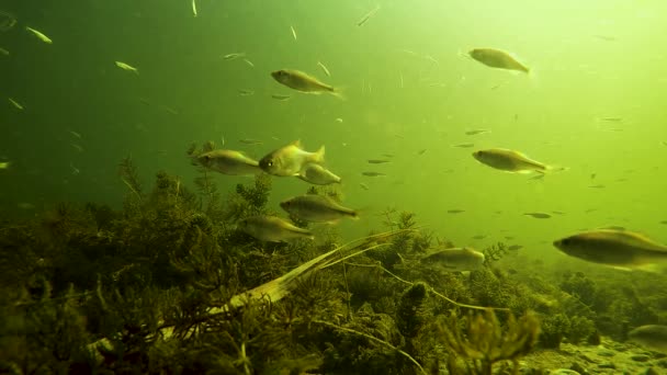 Плавающая Рыба Дне Озера Солнцем — стоковое видео