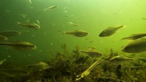 Flytande Fisk Botten Sjön Med Solen — Stockvideo