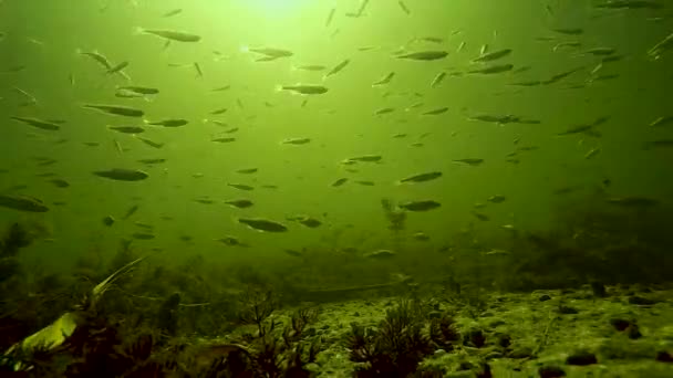 Schwimmende Fische Auf Dem Grund Des Sees Mit Der Sonne — Stockvideo