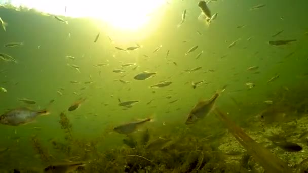 Pescado Flotante Parte Inferior Del Lago Con Sol — Vídeo de stock
