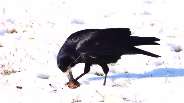 乌鸦啄食坚果 然后离开 — 图库视频影像
