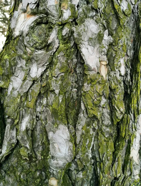 Δέντρο Φλοιό Στο Δάσος Στα Τέλη Του Φθινοπώρου — Φωτογραφία Αρχείου