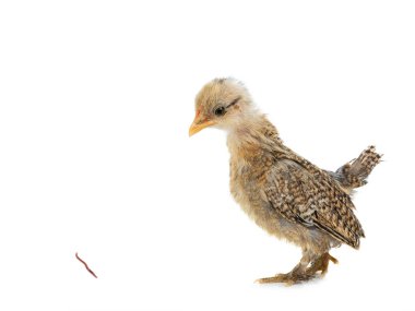 Küçük tavuk beyaz arka planda izole edilmiş bir solucan görmüş..