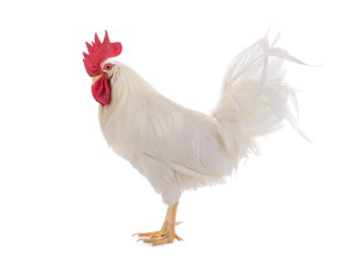 Beyaz horoz beyaz arka planda izole edilmiştir..