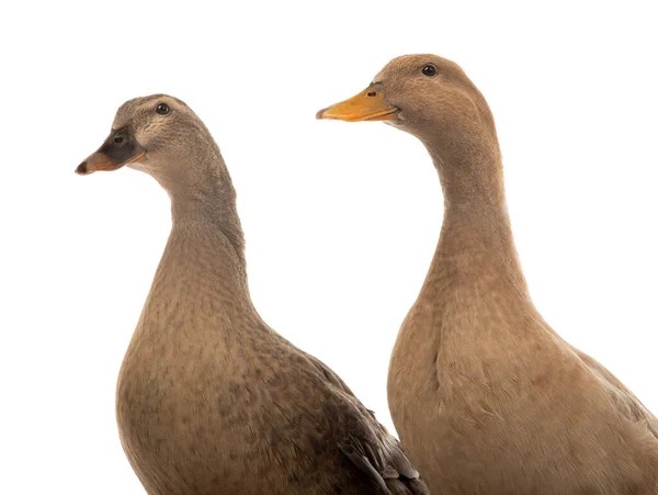 Twee Bruine Eenden Een Witte Achtergrond — Stockfoto