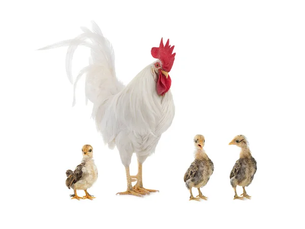 Großer Weißer Hahn Und Kleines Huhn Isoliert Auf Weißem Hintergrund — Stockfoto