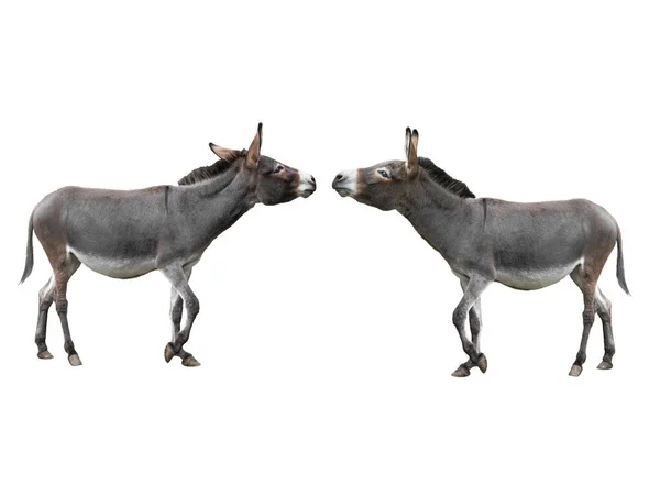 Two Donkey Isolated White Background — Stock Photo, Image