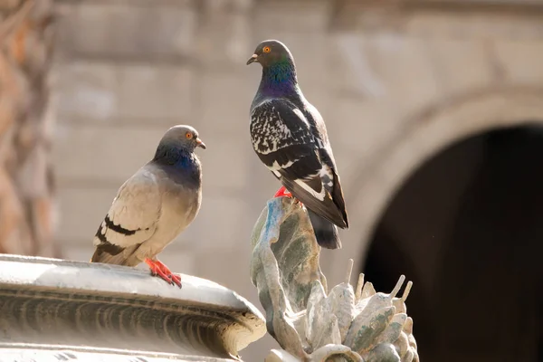 Two Pigeons Sitting Sculpture — Stock Photo, Image
