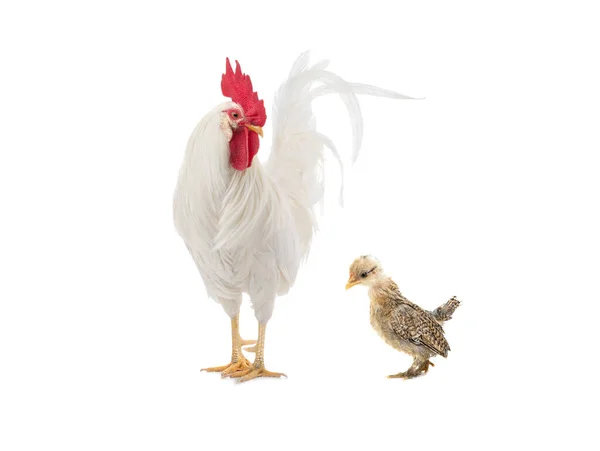 Stor Vit Tupp Och Liten Kyckling Isolerad Vit Bakgrund — Stockfoto
