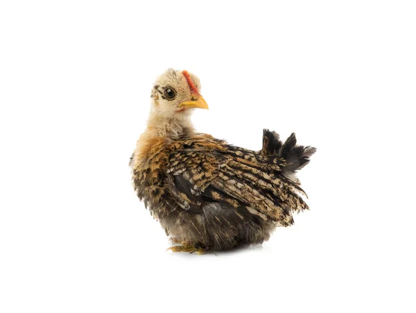 Cockerel Chick Isolated White Background — Stock Photo, Image