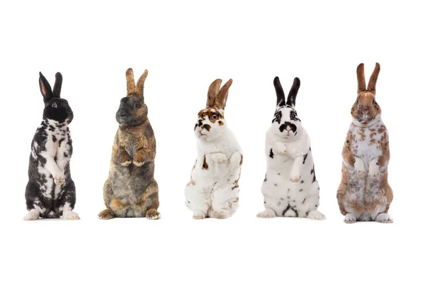 Standing Spotted Rabbits Isolated White Background — Stock Photo, Image