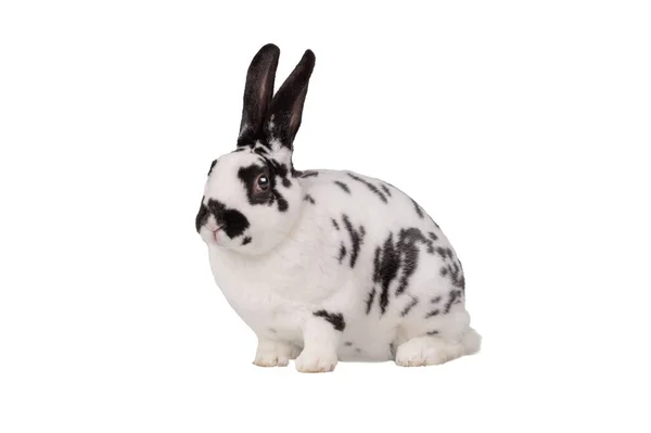 Малмацький Кролик Ізольований Білому Тлі — стокове фото