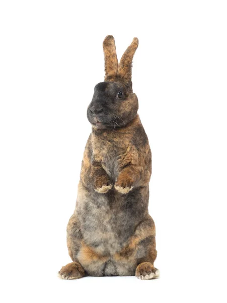 Stehend Braunes Kaninchen Isoliert Auf Weißem Hintergrund — Stockfoto