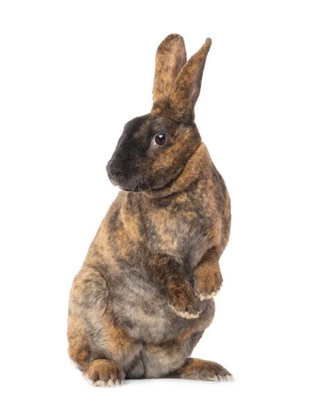 Beyaz Arka Planda Tek Başına Duran Kahverengi Tavşan — Stok fotoğraf