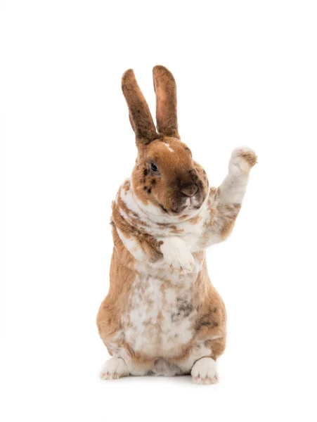 Kaninchen Mit Erhobener Pfote Zum Einstellen Des Inhalts Ist Auf — Stockfoto