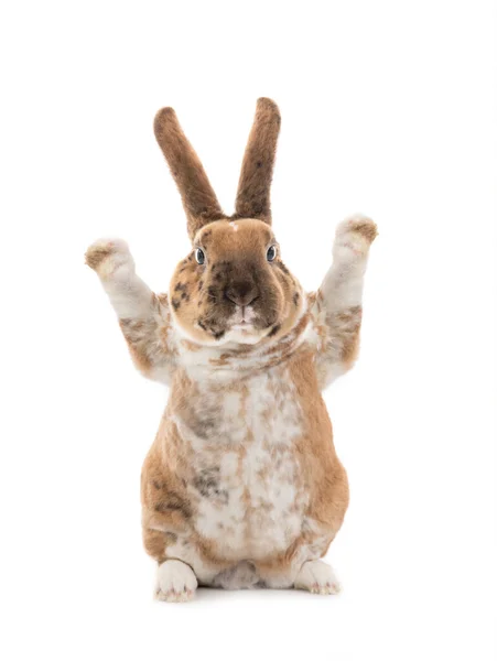 Lapin Avec Pattes Levées Pour Régler Votre Contenu Est Isolé — Photo