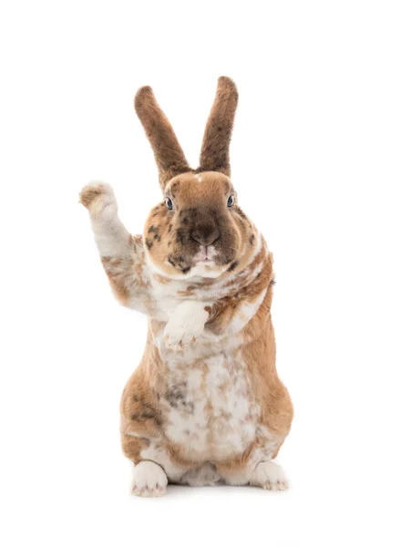 Kaninchen Mit Erhobener Pfote Zum Einstellen Des Inhalts Ist Auf — Stockfoto