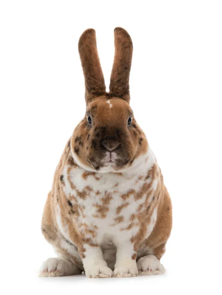 Gevlekte Konijn Geïsoleerd Een Witte Achtergrond — Stockfoto