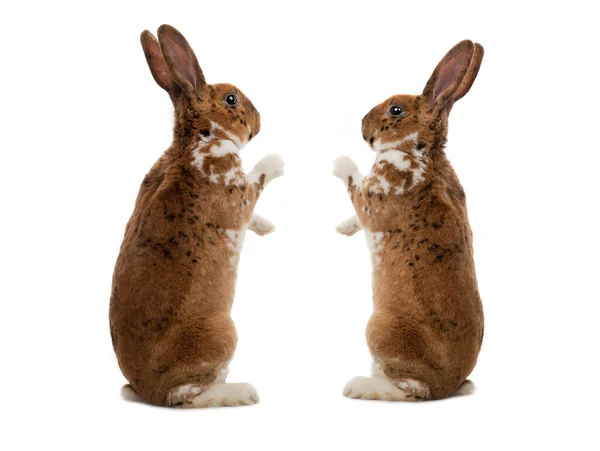 Два Стоячих Плямистих Кролика Ізольовані Білому Тлі — стокове фото