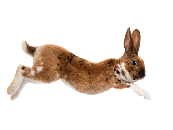 Brown Rabbit Jump Isolated White Background — Stock Photo, Image