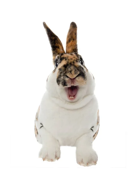 Spotted Rabbit Smiles Open Mouth Teeth Isolated White Background — Stock Photo, Image