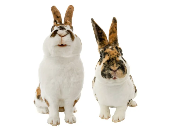 Two Smiling Spotted Rabbit Isolated White Background — Stock Photo, Image