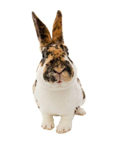 Smiling Spotted Rabbit Isolated White Background — Stock Photo, Image