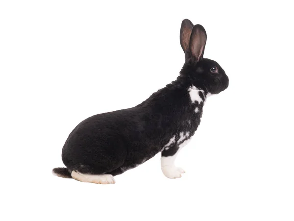 Плямистий Кролик Ізольований Білому Тлі — стокове фото