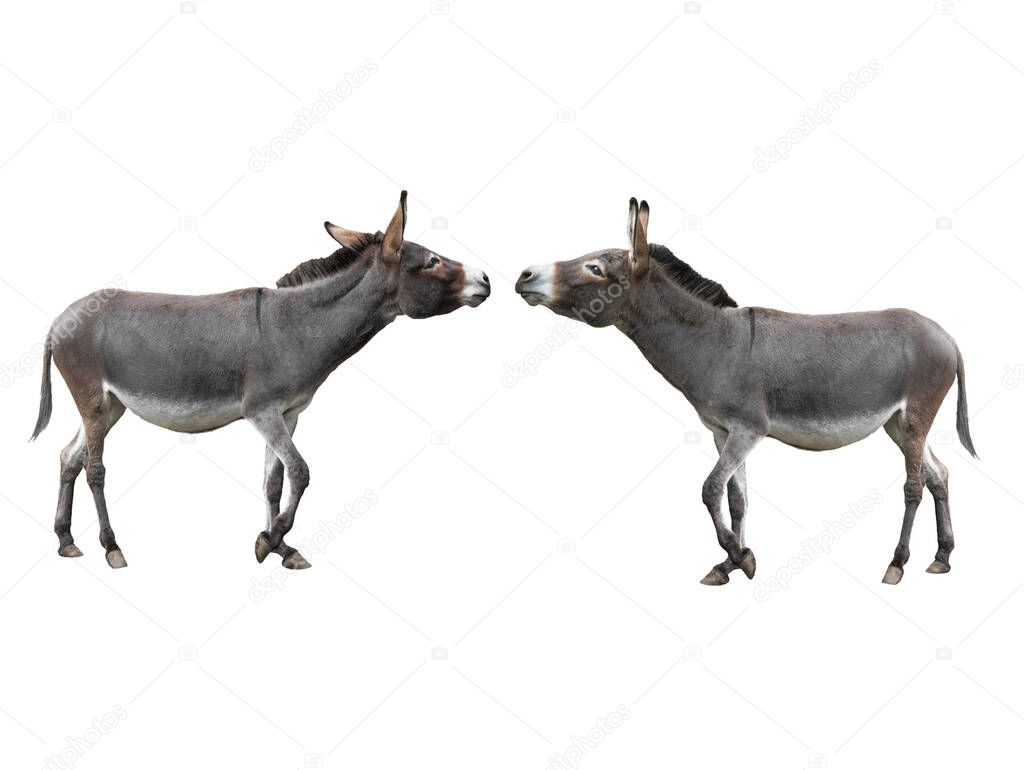  two donkey isolated on white background