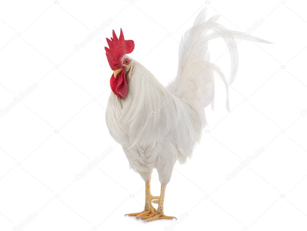 White Cockerel is isolated on a white background.