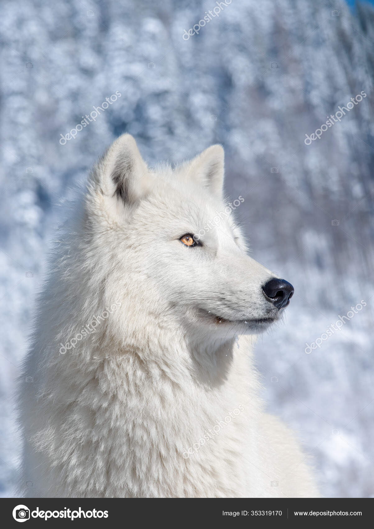 Portretul Unui Lup Polar Fundal Pădure Înzăpezită ⬇ Fotografie de stoc,  imagine realizată de © bazil #353319170