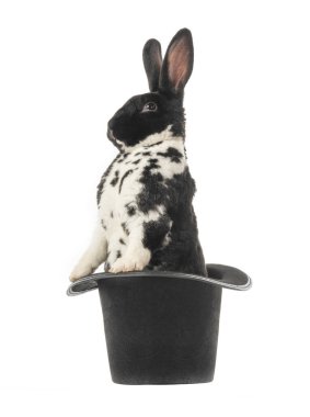  Tavşan siyah bir şapkanın içinde duruyor, beyaz bir arka planda..