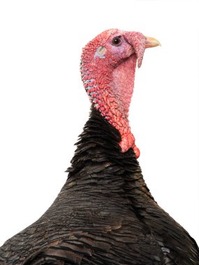 Beyaz arka planda izole edilmiş bronz hindi. 1.5 yıl, ağırlık 12 kilogram..
