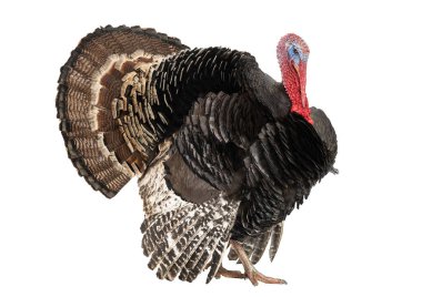 Beyaz arka planda izole edilmiş bronz hindi. 1.5 yıl, ağırlık 12 kilogram..